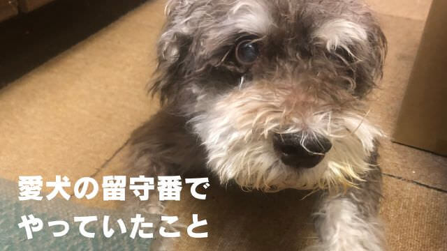 犬が留守番できないのはなぜ?原因と対処方法は