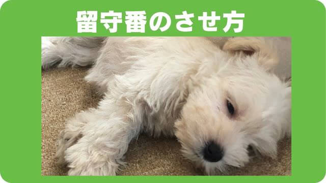 ミニチュアシュナウザー の子犬は留守番