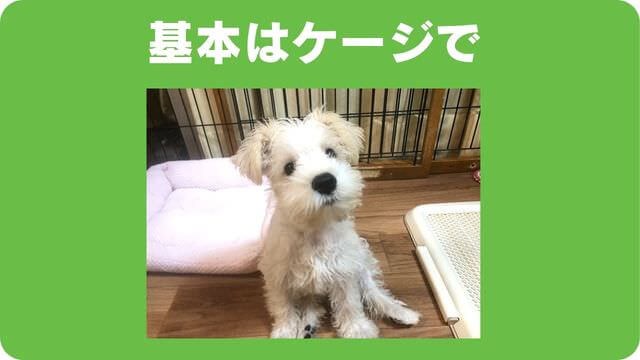 ミニチュアシュナウザー の子犬は留守番