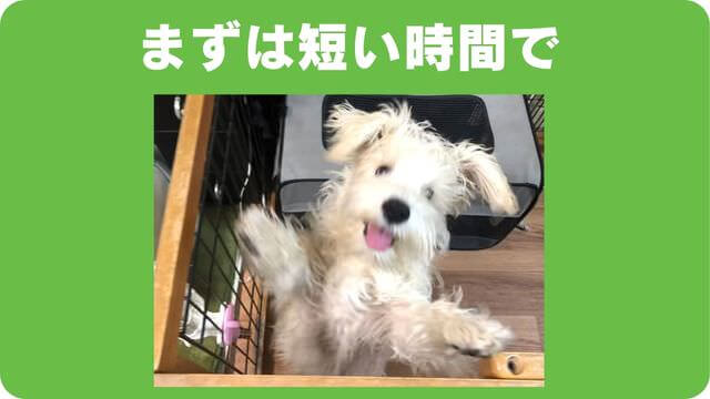 ミニチュアシュナウザー の子犬は留守番