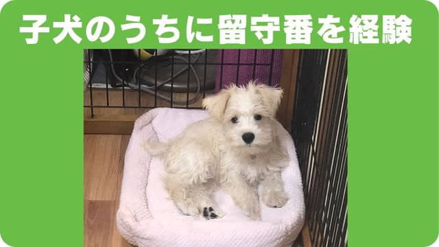 ミニチュアシュナウザー の子犬は留守番