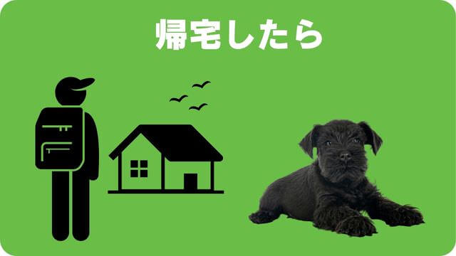 ミニチュアシュナウザー の子犬は留守番