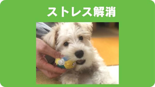 ミニチュアシュナウザー の子犬は留守番