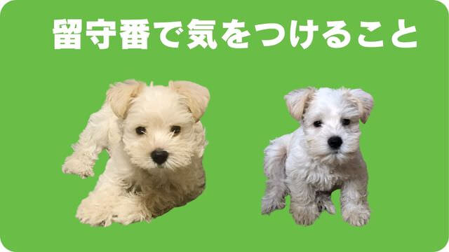 ミニチュアシュナウザー の子犬は留守番