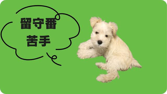 ミニチュアシュナウザー の子犬は留守番