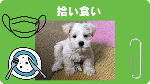 ミニチュアシュナウザー の子犬は留守番