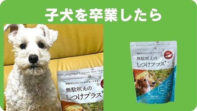 ミニチュアシュナウザー の子犬は留守番