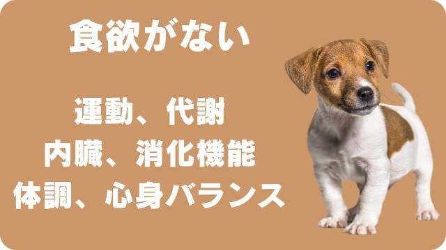 老犬がカリカリご飯を食べない