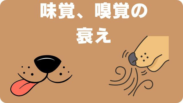 老犬がカリカリご飯を食べない