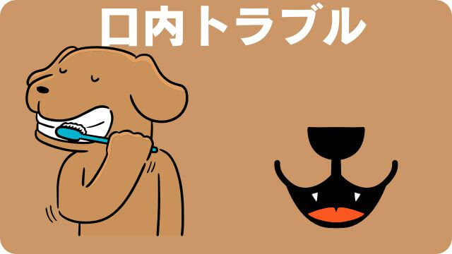 老犬がカリカリご飯を食べない