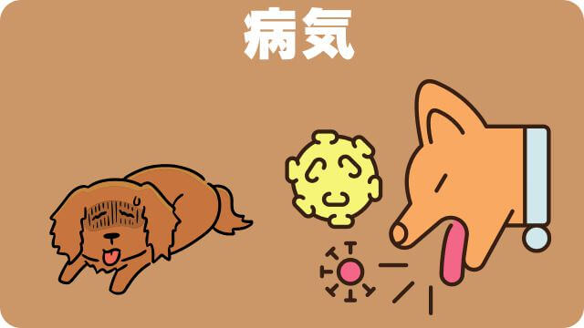 老犬がカリカリご飯を食べない