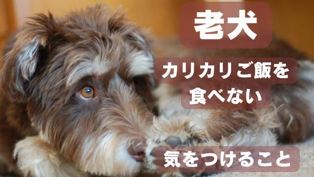 老犬がカリカリご飯を食べない