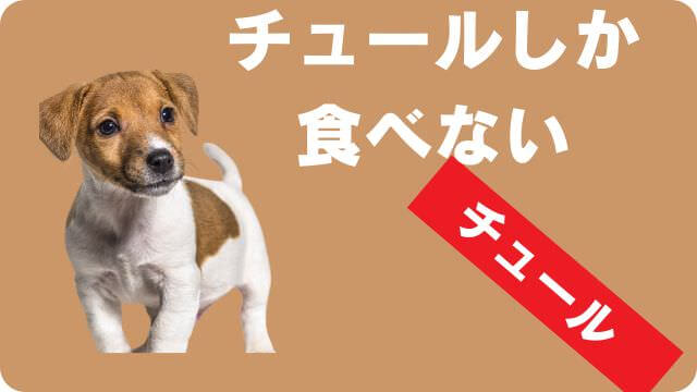 老犬がカリカリご飯を食べない