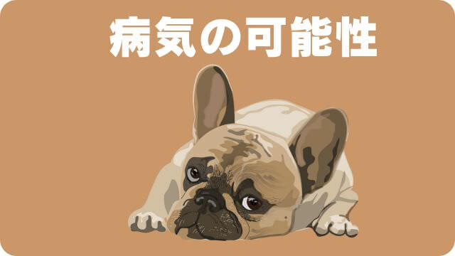 老犬がカリカリご飯を食べない