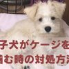 子犬がケージを噛む