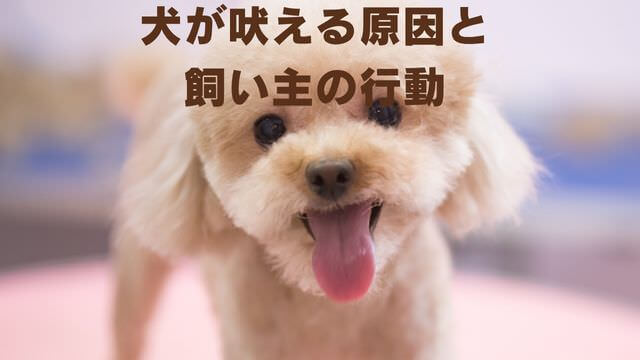 犬の吠える行飼い主