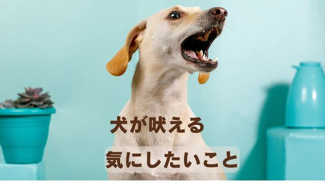 犬の吠える行飼い主