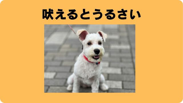 犬の吠える行飼い主
