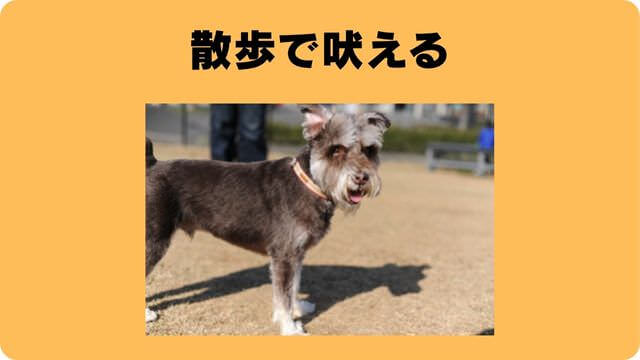 犬の吠える行飼い主