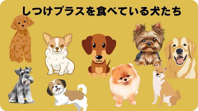 しつけプラスドッグフード
