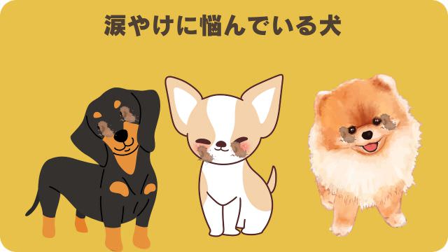 ドクターケアワンとペロリコライト