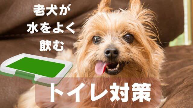 老犬が水をよく飲む