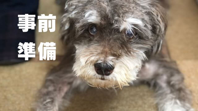 老犬が水をよく飲む