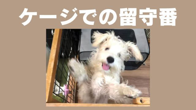 老犬が水をよく飲む