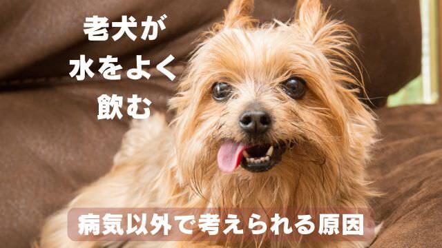 老犬が水をよく飲む