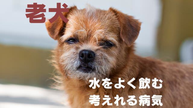 老犬が水をよく飲む