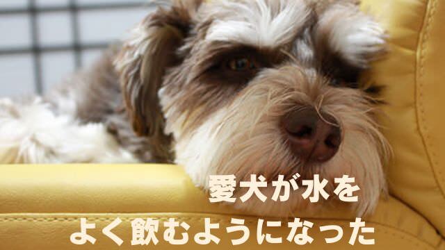 老犬が水をよく飲む