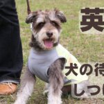 犬待てを英語で