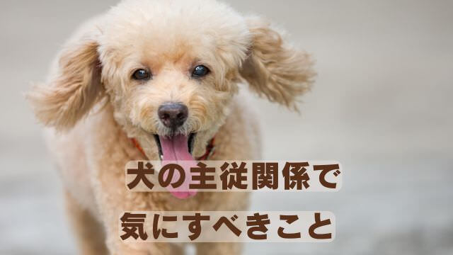 犬との主従関係で間違い