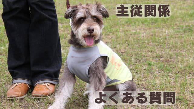 犬との主従関係で間違い