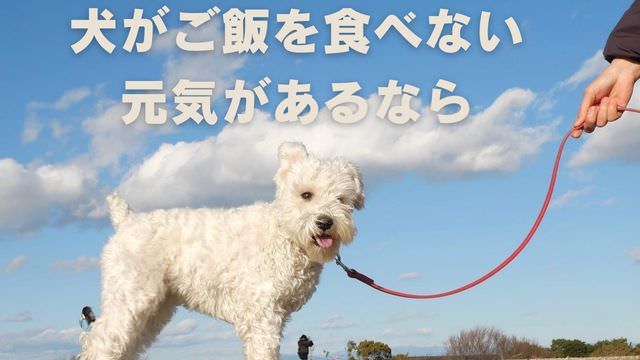 犬がご飯を食べない元気