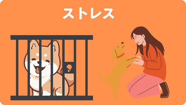 犬がご飯が食べないのに元気