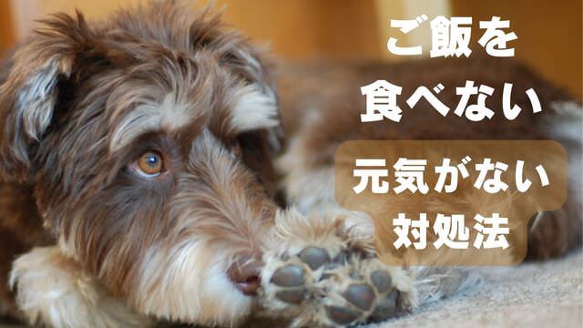 犬がご飯が食べないのに元気