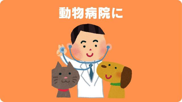 犬がご飯が食べないのに元気