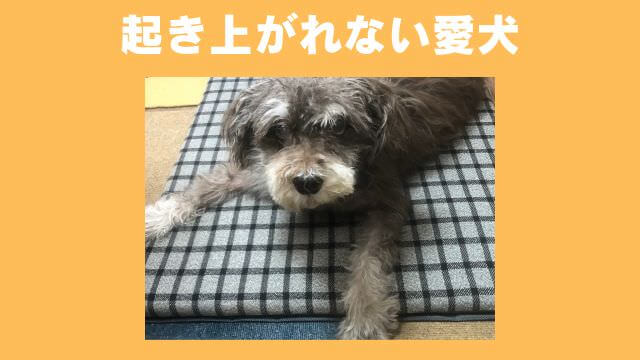 furboドッグカメラ