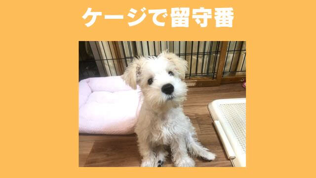 furboドッグカメラ