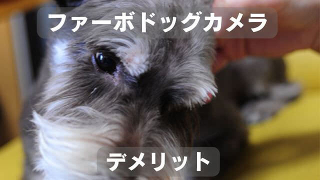 furboドッグカメラ