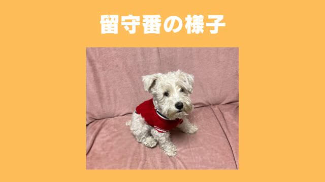 Furboドッグカメラ