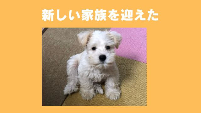 Furboドッグカメラ