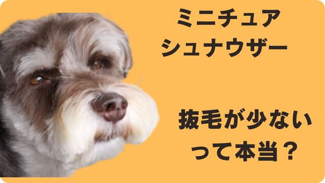 ミニチュアシュナウザー が抜け毛が少ない