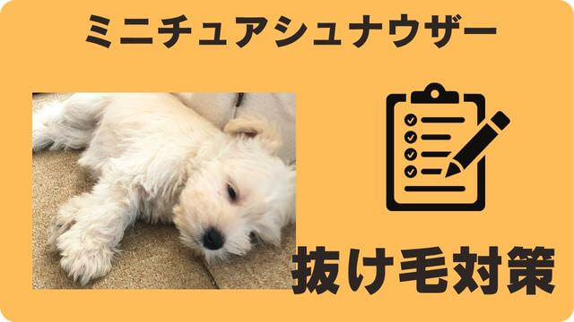 ミニチュアシュナウザー が抜け毛が少ない