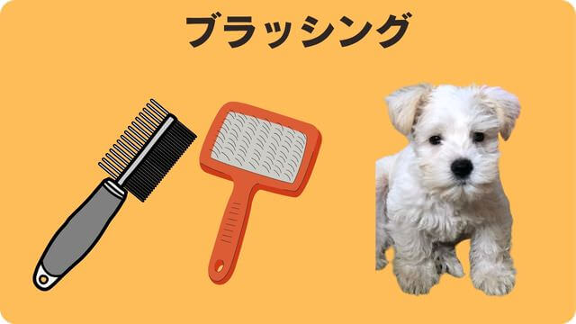 ミニチュアシュナウザー が抜け毛が少ない