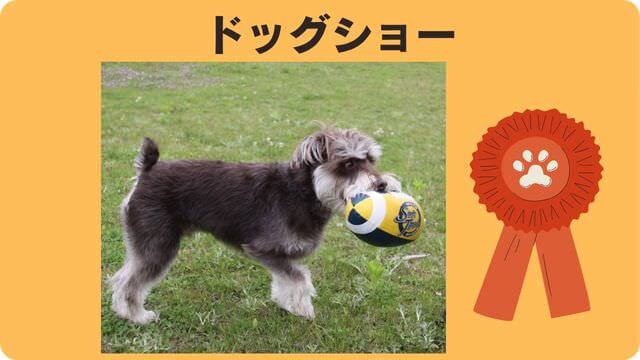 ミニチュアシュナウザー が抜け毛が少ない