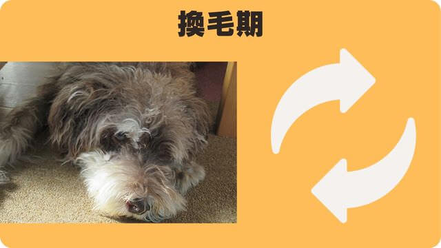 ミニチュアシュナウザー が抜け毛が少ない