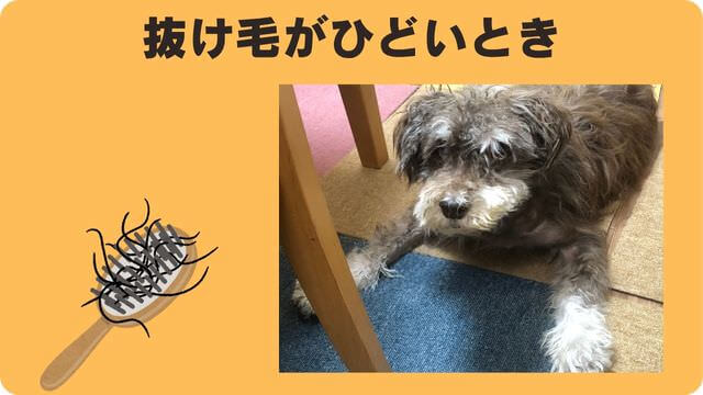 ミニチュアシュナウザー が抜け毛が少ない
