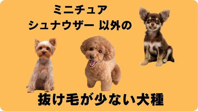 ミニチュアシュナウザー が抜け毛が少ない